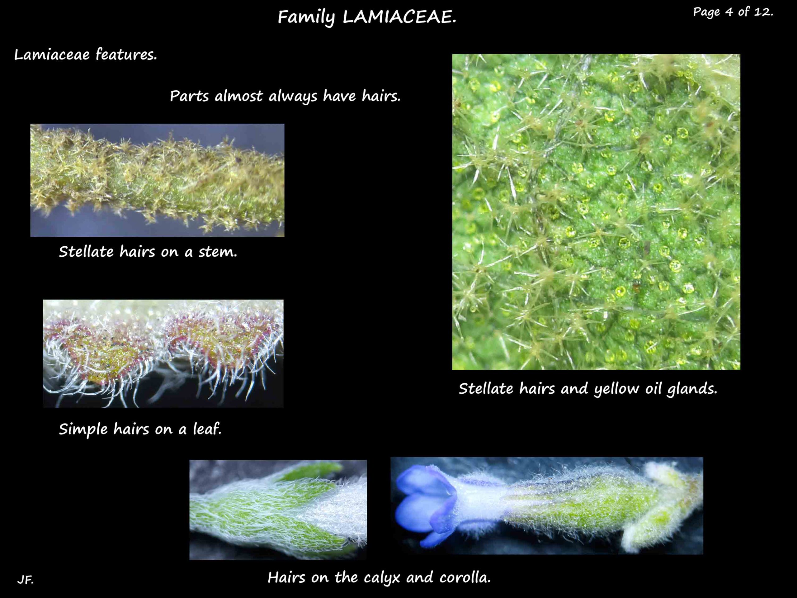 4 Stellate hairs in Lamiaceae
